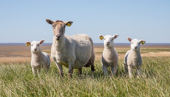 英語の集合名詞で単数と複数の違いは？「羊(sheep)」を例にご紹介！