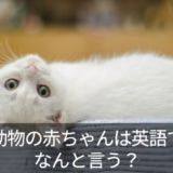 子犬・子猫・小鹿・子豚を英語で？海外における動物の鳴き声もご紹介