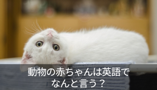 子犬・子猫・小鹿・子豚を英語で？海外における動物の鳴き声もご紹介