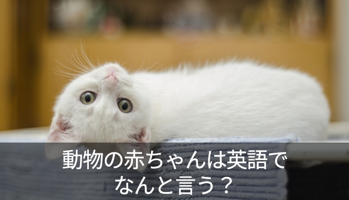 子犬・子猫・小鹿・子豚を英語で？海外における動物の鳴き声もご紹介