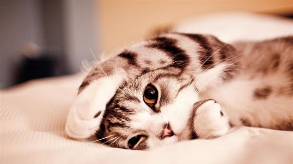 neko