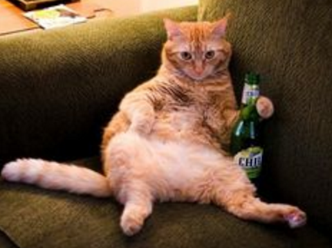 お酒を飲む猫