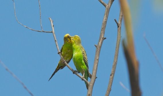 野生インコ