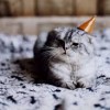 partycat