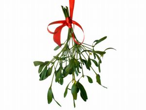 mistletoe-sprig1