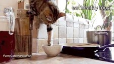 catreachingbowl