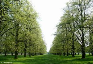 the gorgeous Bushy Park