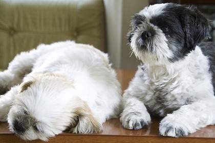 似てるけど違う犬