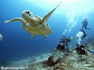 swimming-turtle-in-GiliTrawangan