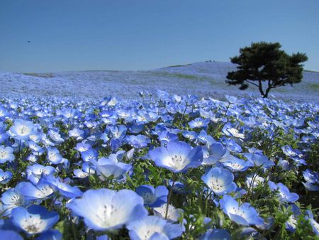 お花がきれい　英語