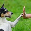 bodylanguage dog
