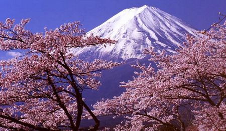 日本の桜と富士山