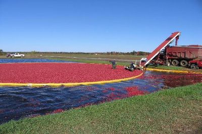 cranberry-harvest