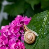 梅雨とかたつむり英語