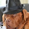 帽子をかぶった犬