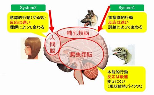 脳の構造