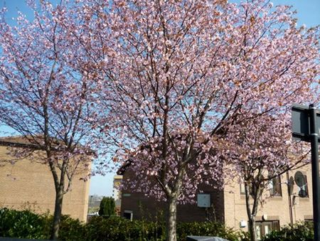 Sakura season is around the corner!　　ｂｙ　Gary