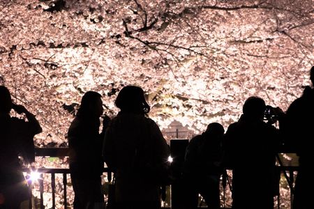 花見夜桜を英語で