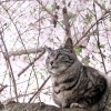 花見ねこ