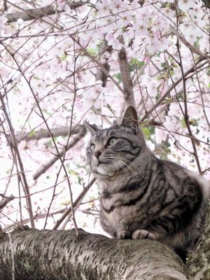 花見ねこ