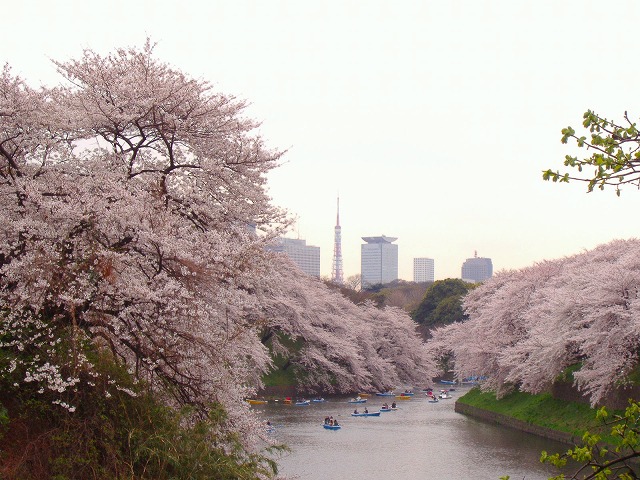 cherry blossom