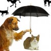 raining cats and dogsの意味
