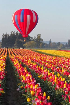 fantastical floats with tulips