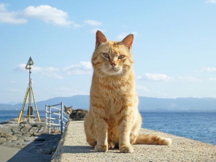 猫ちゃんが待ってるよ