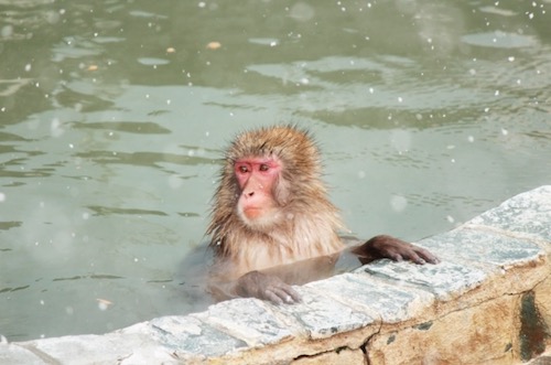 冬のお猿の温泉