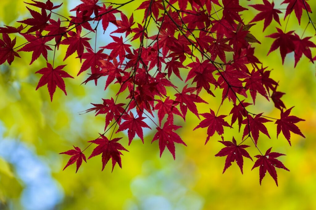 英語で話してみよう！秋の紅葉について～単語編