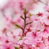 日本の桜　外国人の反応