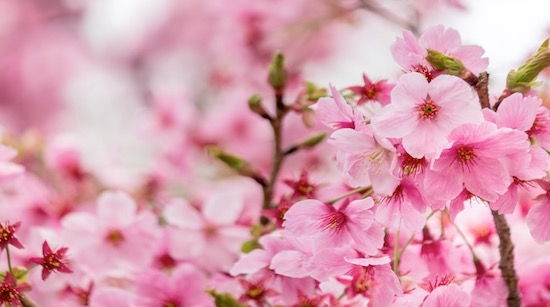 日本の桜　外国人の反応