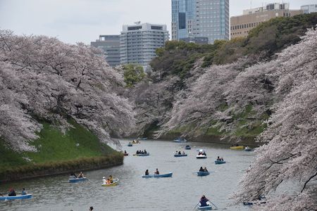 Chidorigafuchi Park 1