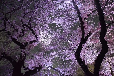 Ueno Park 1