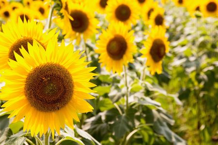 about Summer by Kristen