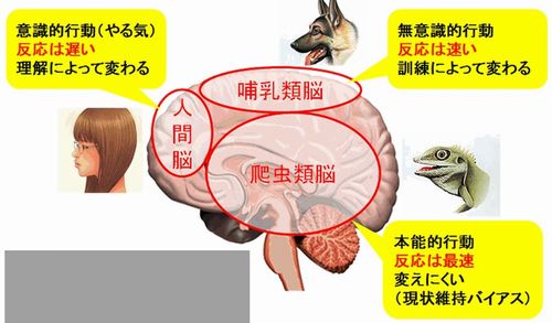 人間脳と動物脳