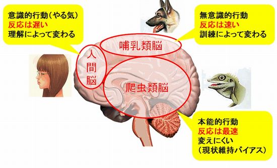 人間の脳の構造とモラルライセンス