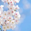 英語で花見は？