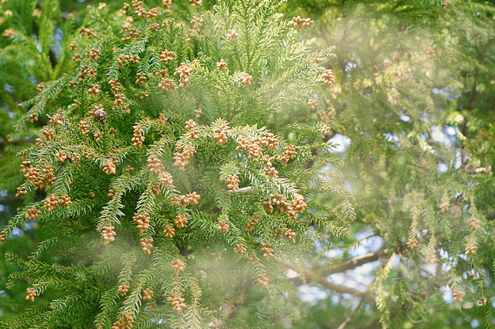 スギ花粉英語で？