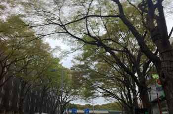 表参道のけやき並木新緑