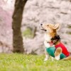 新年度の犬