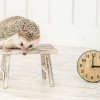 what time is it nowは使わない