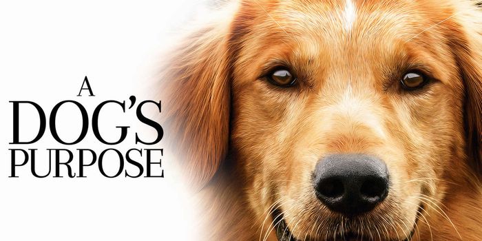 A Dog’s Purpose