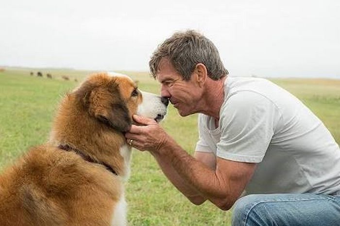 A Dog’s Purpose6