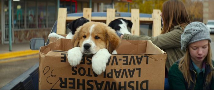 A Dog’s Purpose3