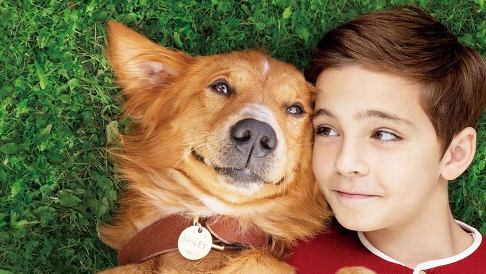 A Dog’s Purpose2