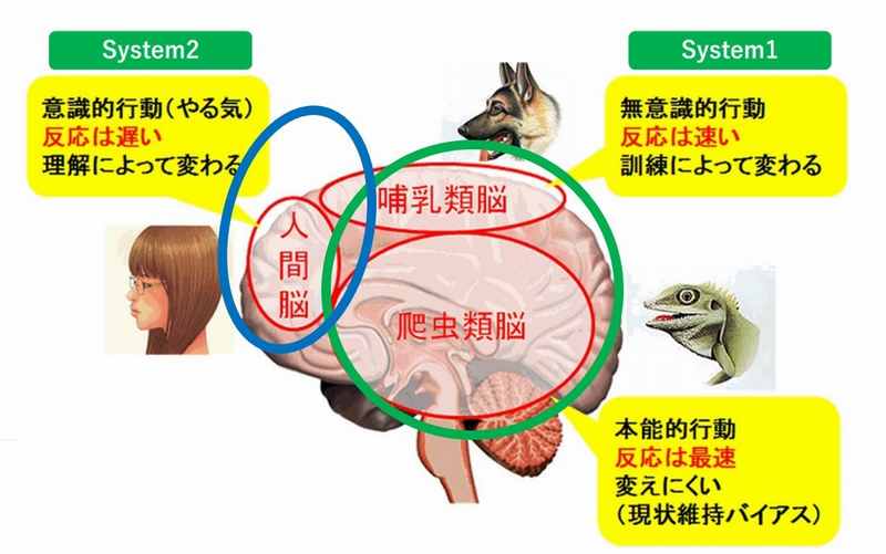 動物脳と人間脳