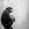 チンパンジーと人間の実験