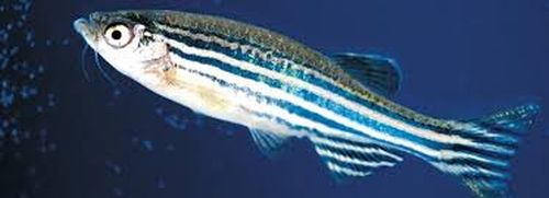 zebrafish