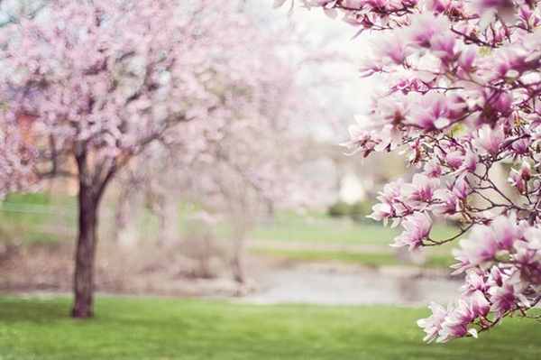 英語で花見って お花見を英語で説明できるようになろう